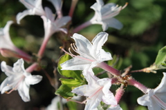 Rhododendron atlanticum