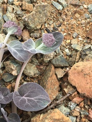 Asclepias solanoana