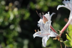 Rhododendron atlanticum