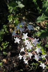 Rhododendron atlanticum