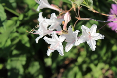 Rhododendron atlanticum