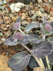 Asclepias solanoana