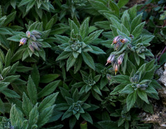 Podonosma orientalis