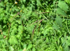 Aristida congesta barbicollis