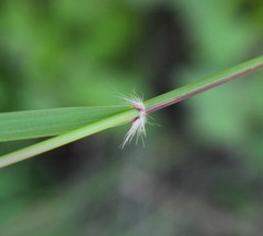 Aristida congesta barbicollis