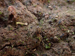 Metadasylobus fuscoannulatus