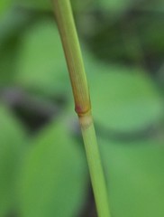 Aristida congesta barbicollis
