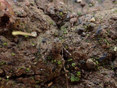 Metadasylobus fuscoannulatus