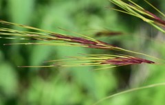 Aristida congesta barbicollis