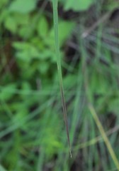 Aristida congesta barbicollis