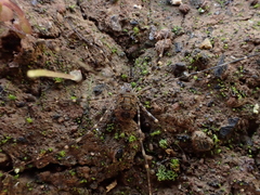 Metadasylobus fuscoannulatus