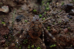 Metadasylobus fuscoannulatus