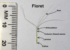 Aristida congesta barbicollis