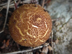 Lycoperdon molle
