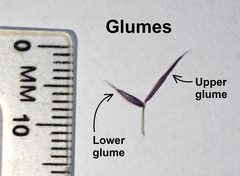 Aristida congesta barbicollis