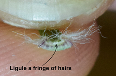 Aristida congesta barbicollis