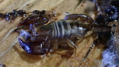 Euscorpius avcii
