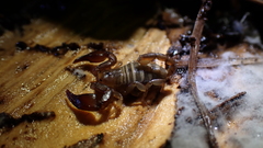 Euscorpius avcii
