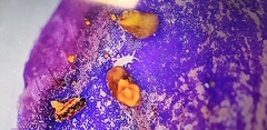 Thripidae