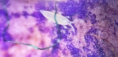 Thripidae