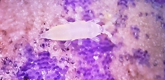 Thripidae