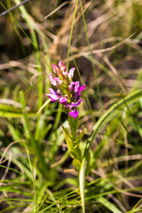 Brachycorythis tenuior