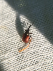 Tatianaerhynchites aequatus