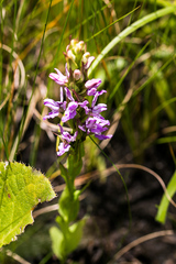 Brachycorythis tenuior