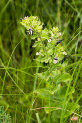 Brachystelma gerrardii