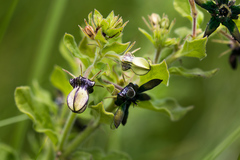 Brachystelma gerrardii