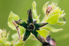Brachystelma gerrardii