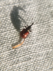 Tatianaerhynchites aequatus