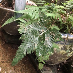 Pteris grevilleana