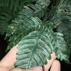 Pteris grevilleana