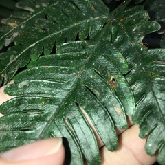 Pteris grevilleana