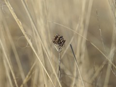 Eremogone cephalotes
