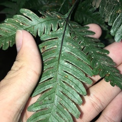 Pteris grevilleana