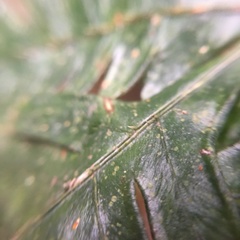 Pteris grevilleana