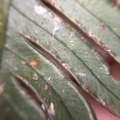 Pteris grevilleana