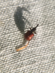 Tatianaerhynchites aequatus