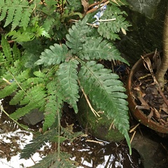 Pteris grevilleana