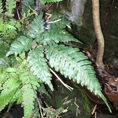 Pteris grevilleana