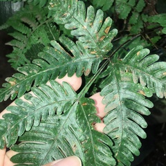 Pteris grevilleana