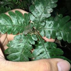 Pteris grevilleana