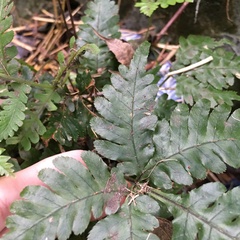 Pteris grevilleana