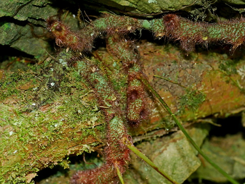 Goniophlebium mengtzeense, photograph 3