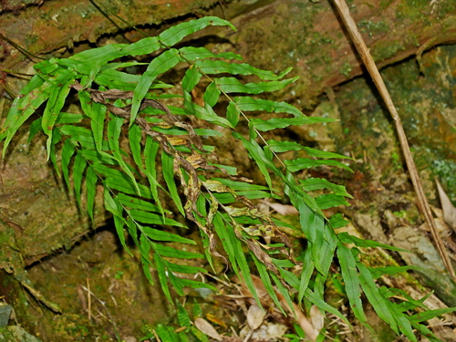 Goniophlebium mengtzeense, photograph 4