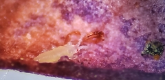 Thripidae