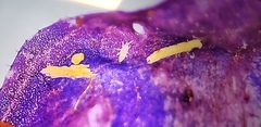 Thripidae