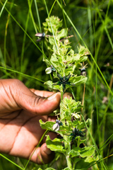 Brachystelma gerrardii